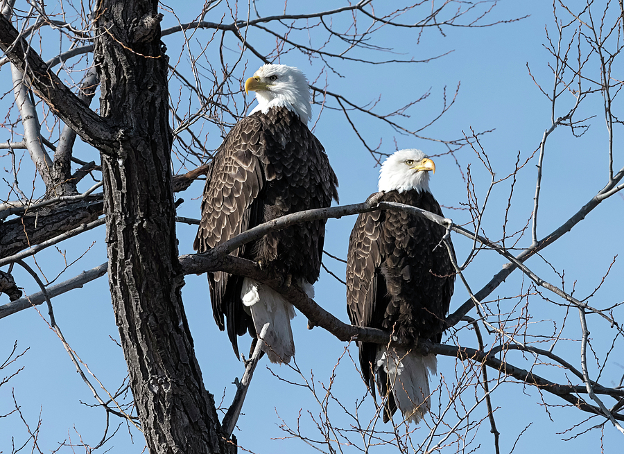 Pair of Eagles Photograph by Loree Johnson