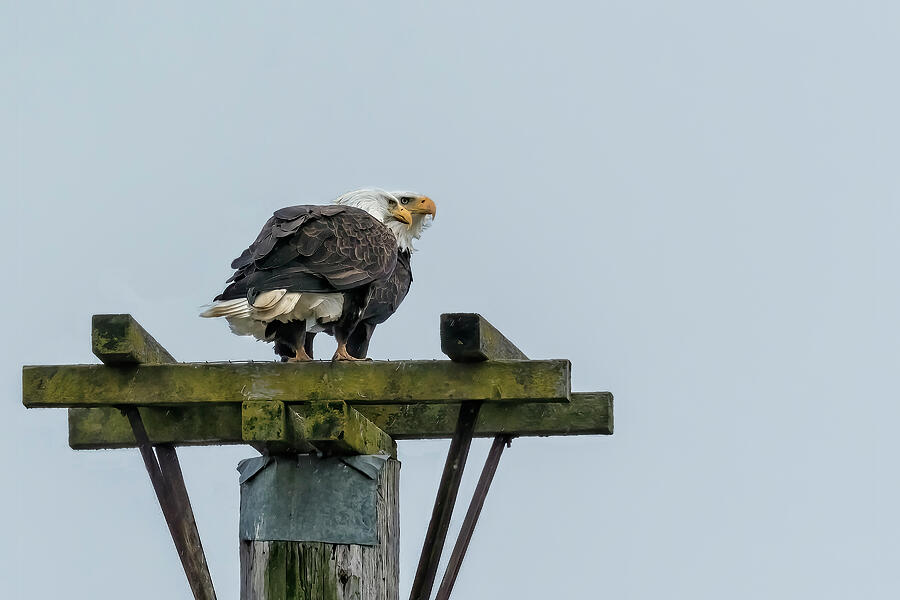 Pair of Eagles Overlooking Fern Ridge Wildlife Area, No. 1 Photograph by Belinda Greb