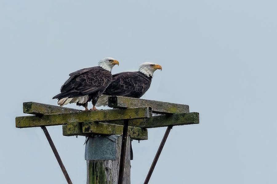 Pair of Eagles Overlooking Fern Ridge Wildlife Area, No. 2 Photograph by Belinda Greb