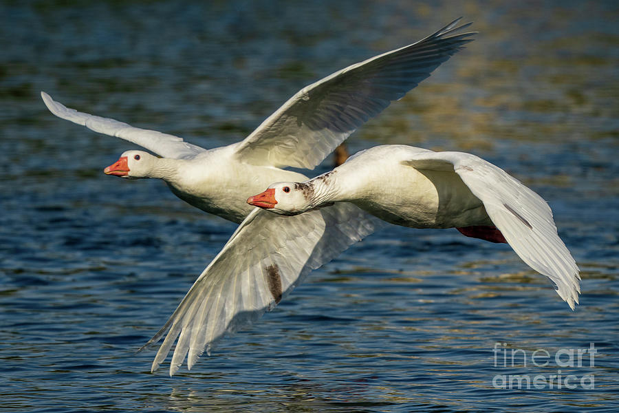 Pair of Flying Graylag Goose Anser anser Costa Ballena Cadiz Photograph by Pablo Avanzini