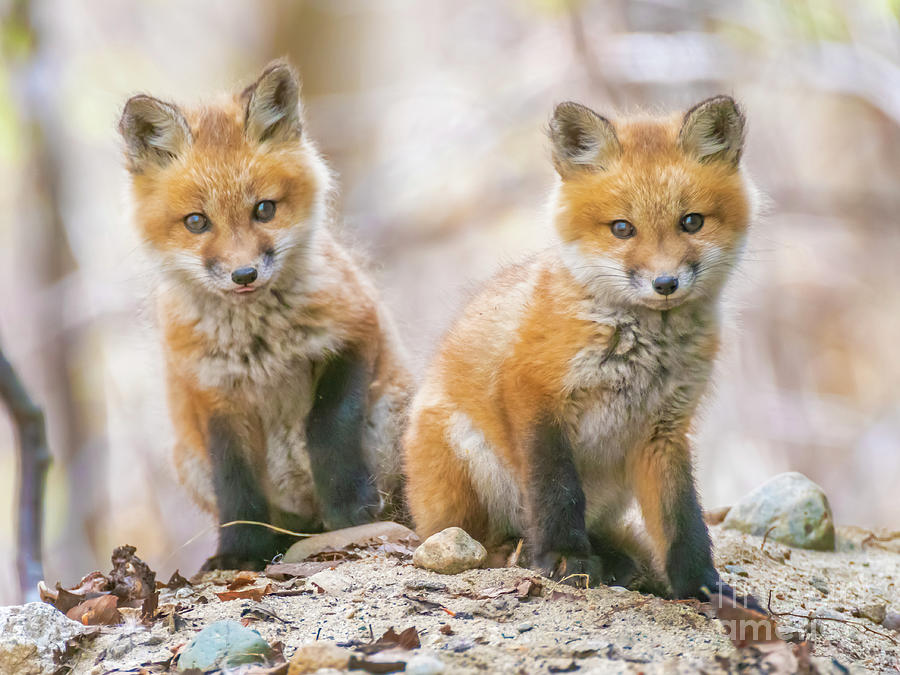 Pair of Fox Kits Photograph by Jim Block Fine Art America