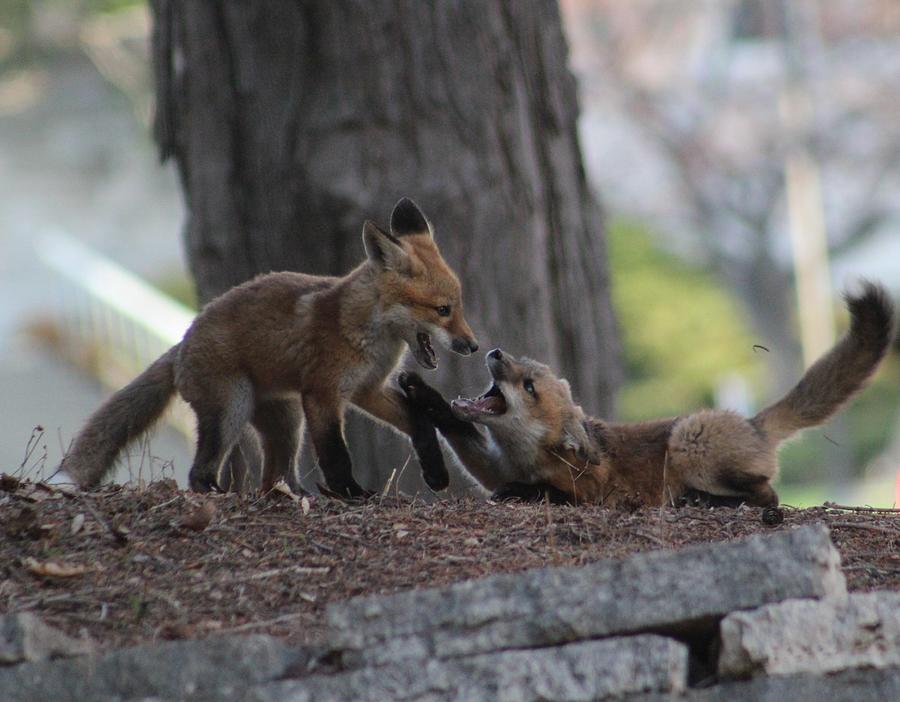 Red Fox Photograph - Pair Of Fox Kits Playing by Callen Harty Red Fox Photograph - Pair Of Fox Kits Playing by Callen Harty