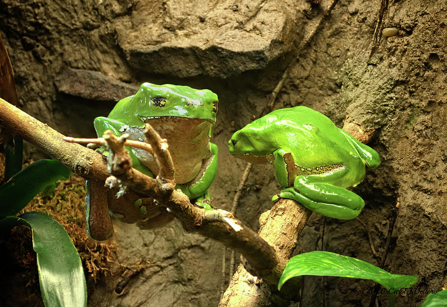 Pair Of Frogs Photograph