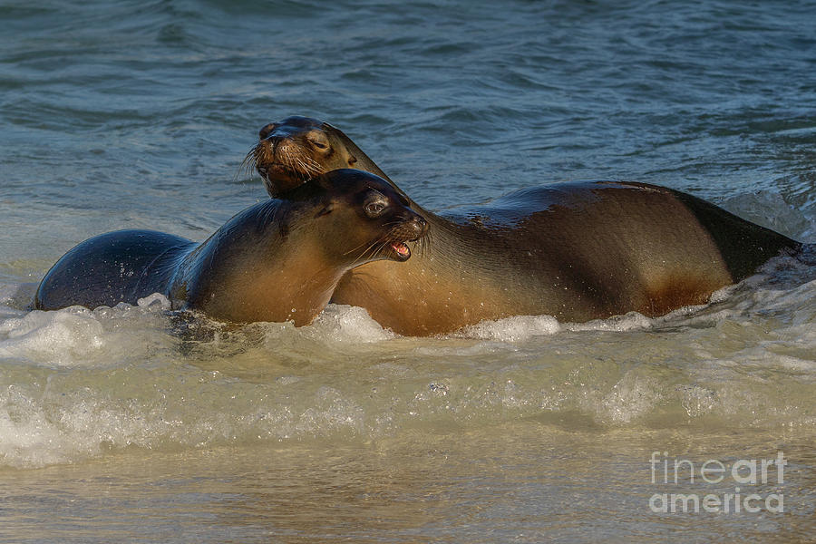Pair of Galapagos Sea Lions Play in Waves Photograph by Nancy Gleason