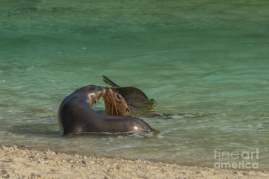 Pair of Galapagos Sea Lions Share a Kiss Photograph by Nancy Gleason