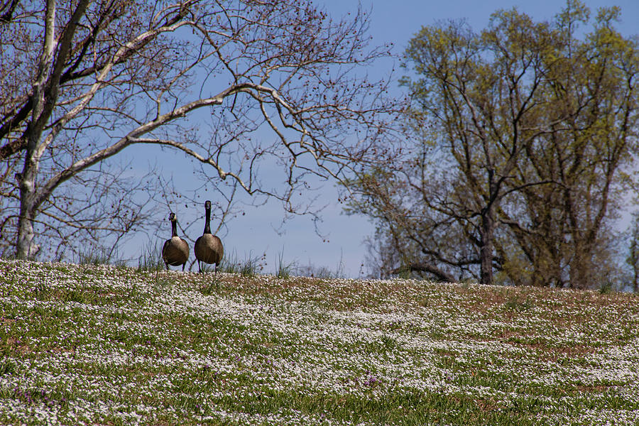 Flower Photograph - Pair of Geese on a Hill at Maymont Richmond Va by Robby Batte