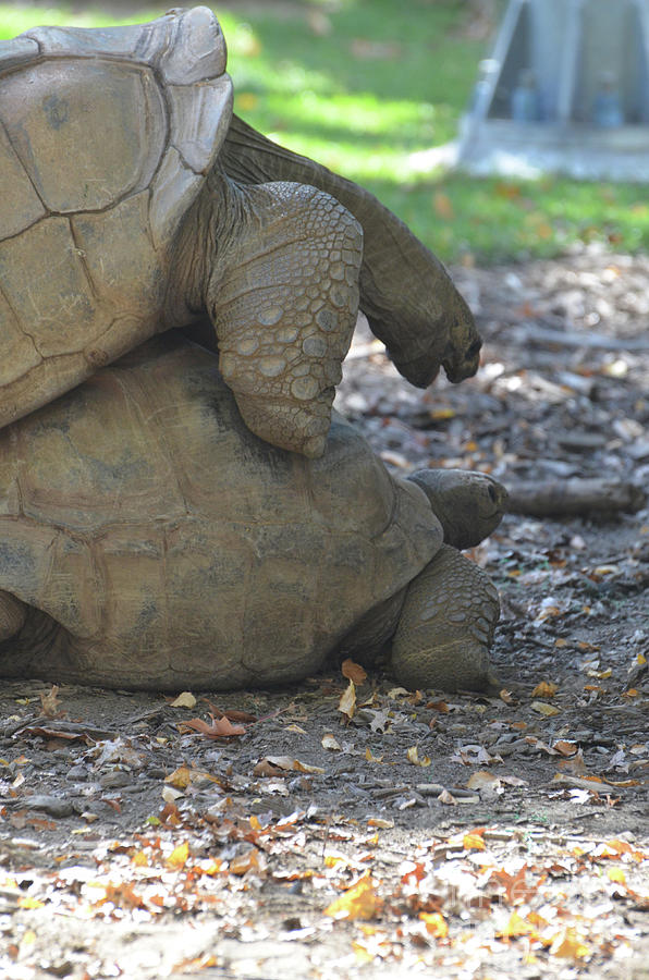 Pair of Giant Tortoises Mating in the Wild Photograph by DejaVu Designs ...