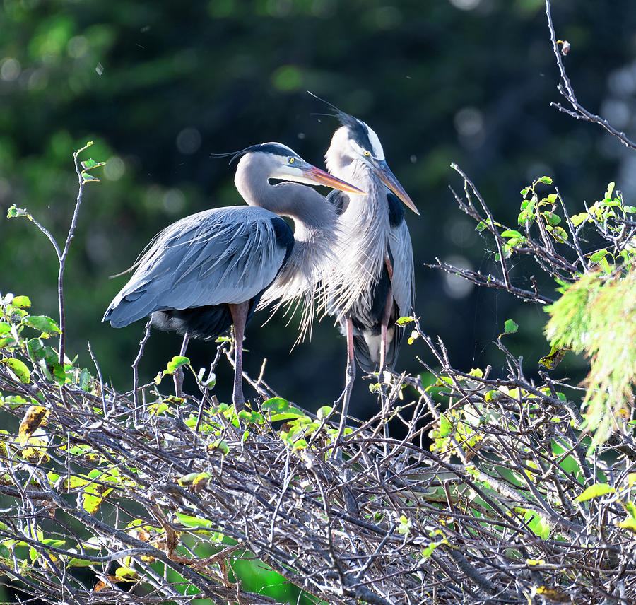 Pair of Great Blue Heron Photograph by Greg Srabian