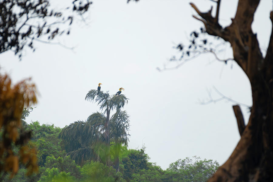Pair of Greater Hornbill Photograph by Kiran Joshi