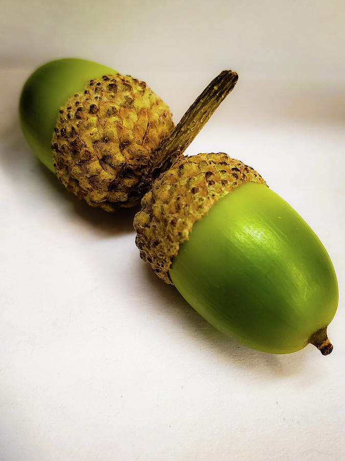 Pair of green acorns  Photograph by Bruce Carpenter
