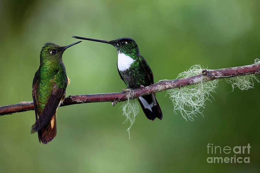 Pair of Green Hummingbirds in Ecuador Cloud Forest Photograph by Tom Schwabel