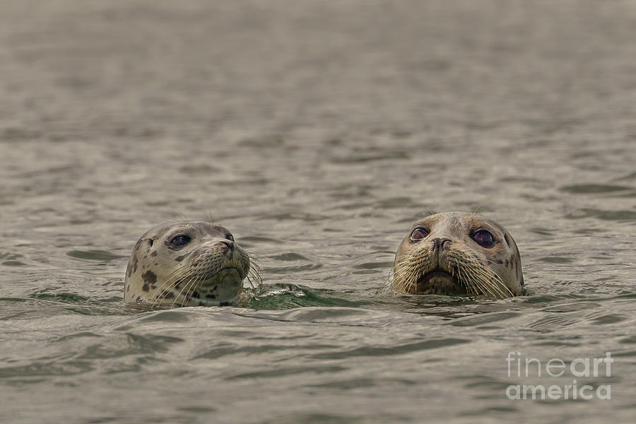 Summer Photograph - Pair of Harbor Seals in Puget Sound by Nancy Gleason