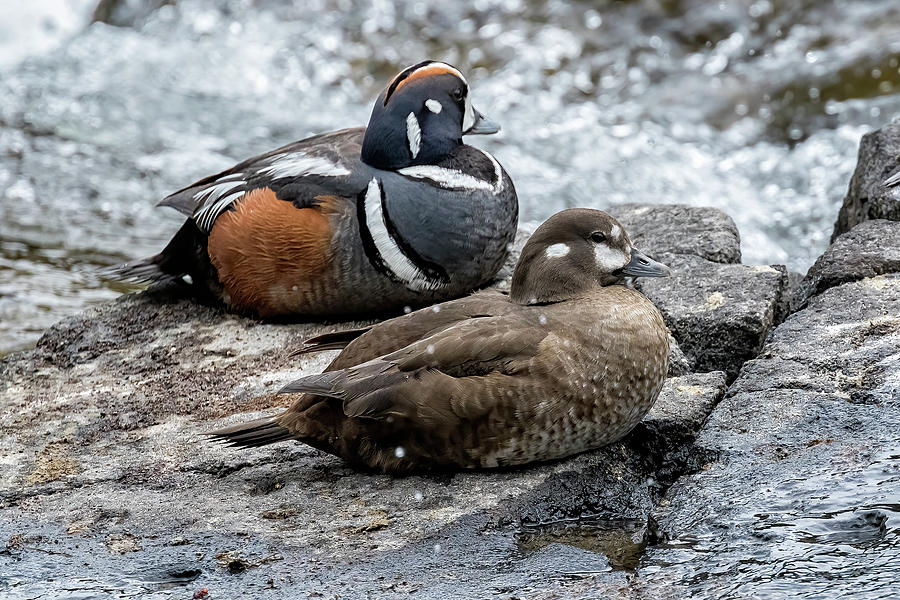 Pair of Harlequin Ducks Photograph by Belinda Greb