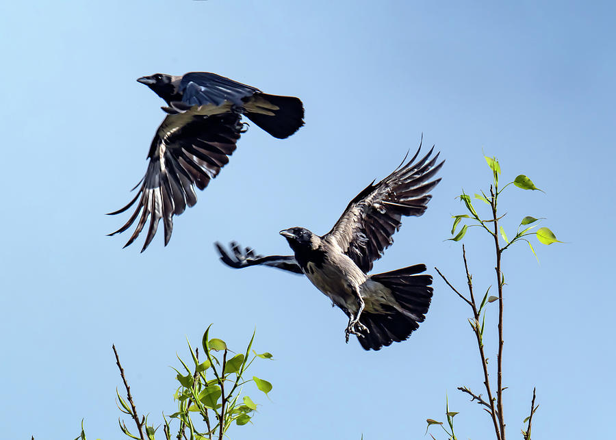 Pair of Hooded Crows Flying Photograph by William Bitman