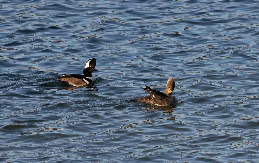 Pair Of Hooded Merganser Ducks Peering Into The Sky Photograph By Steve 