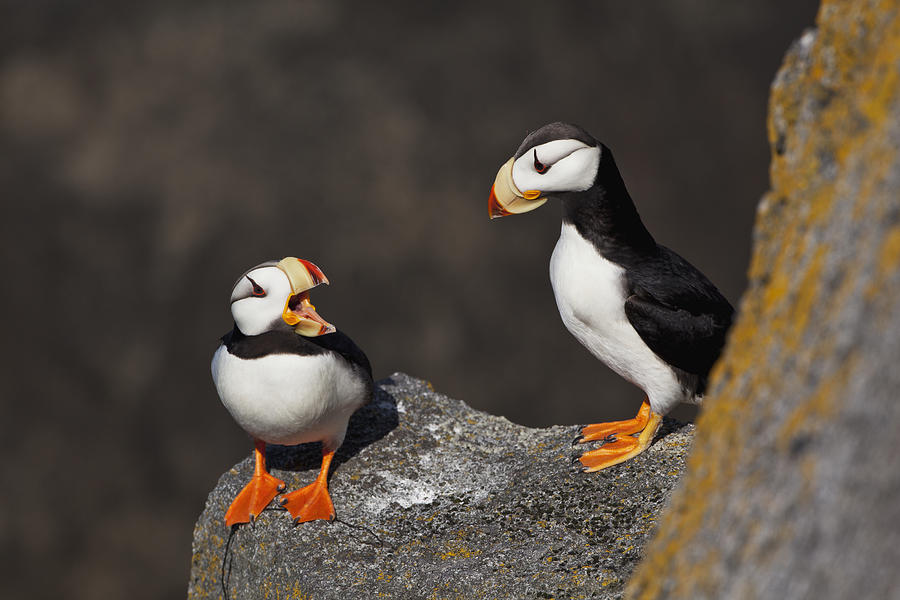 Pair of Horned Puffins (Fratercula corniculata) perched on a lichen covered boulder, Walrus Islands State Game Sanctuary, Round Island, Bristol Bay, Alaska Photograph by Gary Schultz / Design Pics