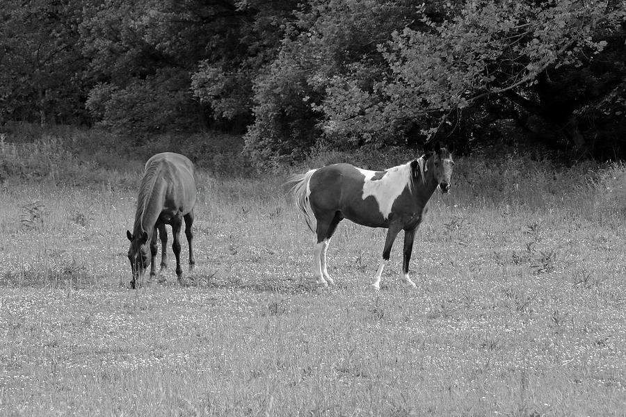 Pair of Horses 2 Photograph by Angela Murdock