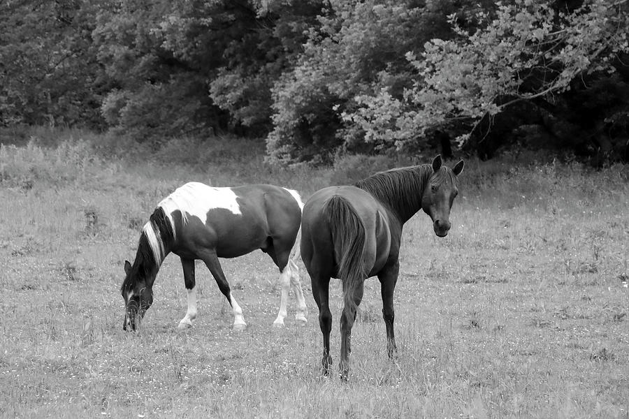 Pair of Horses Photograph by Angela Murdock