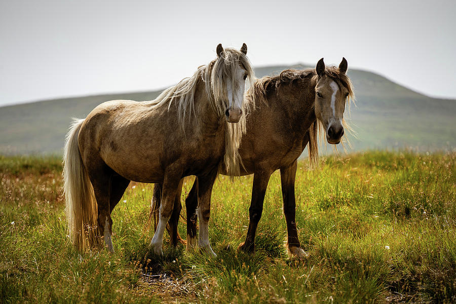 Pair of Horses Photograph by Running Brook Galleries Pixels