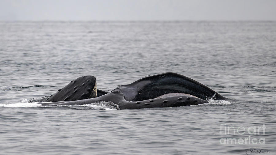 Pair Of Humpback Whales Feasting On Krill In The Pacific Ocean ...