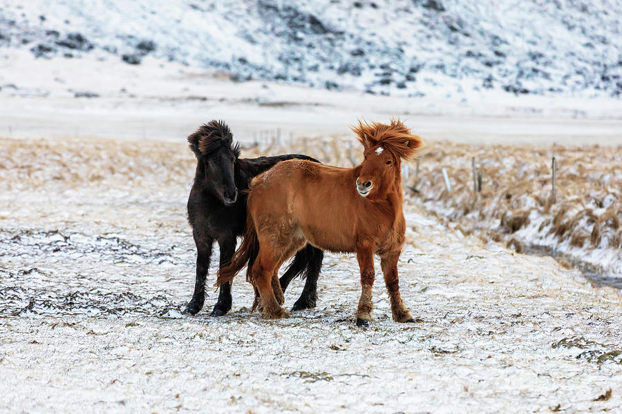 Pair of Icelandic horses, one black and one chestnut, in a froze Photograph by Jane Rix