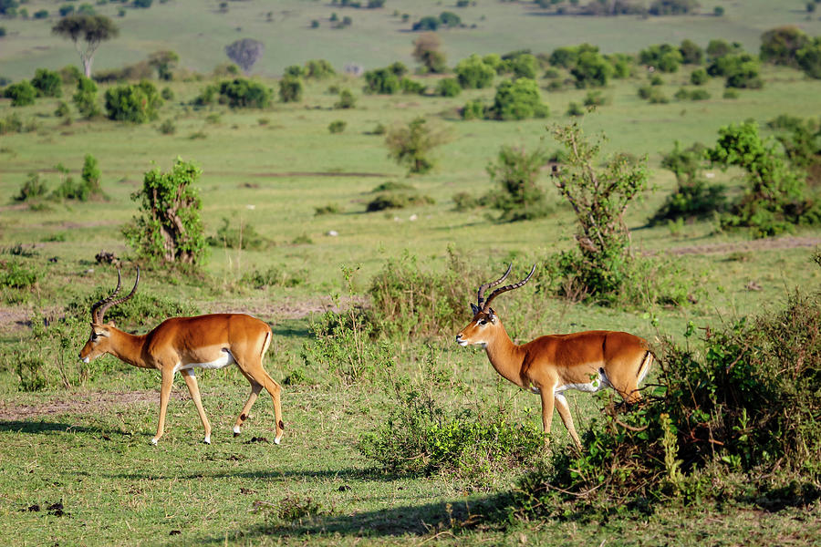 Pair of Impalas, Kenya Photograph by Aashish Vaidya
