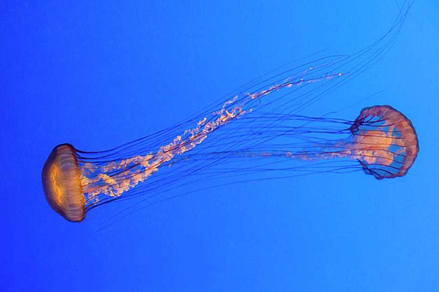 Pair of Jellyfish Photograph by Gary Geddes
