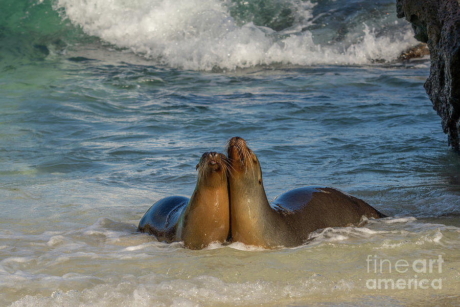 Pair of Joyous Galapagos Sea Lions Photograph by Nancy Gleason
