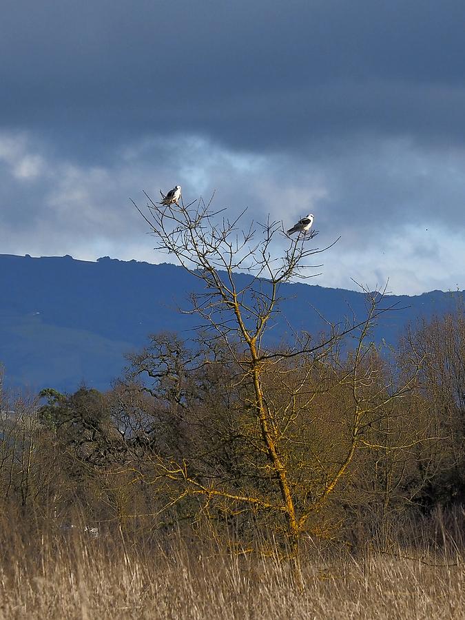 Pair of  Kites Photograph by Richard Thomas