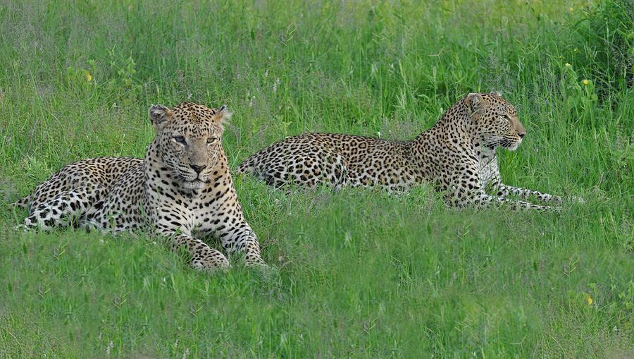 Pair of Leopards Photograph by Rebecca Herranen