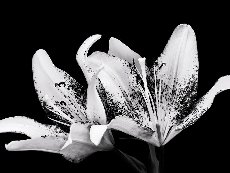 Pair of Lilies In Black And White Photograph by Ann Powell