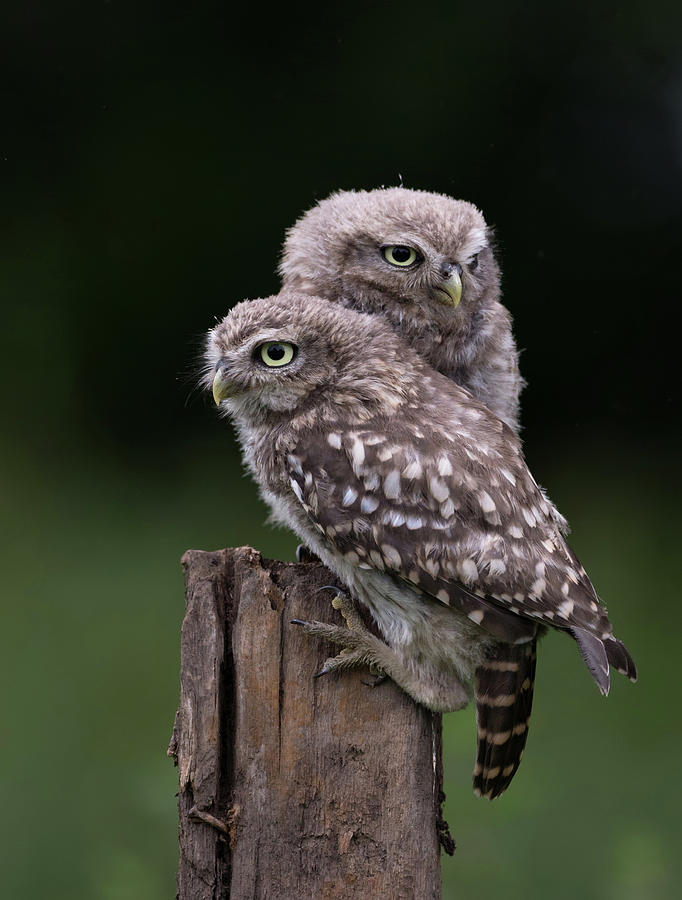 Pair Of Little Owlets Photograph by Pete Walkden