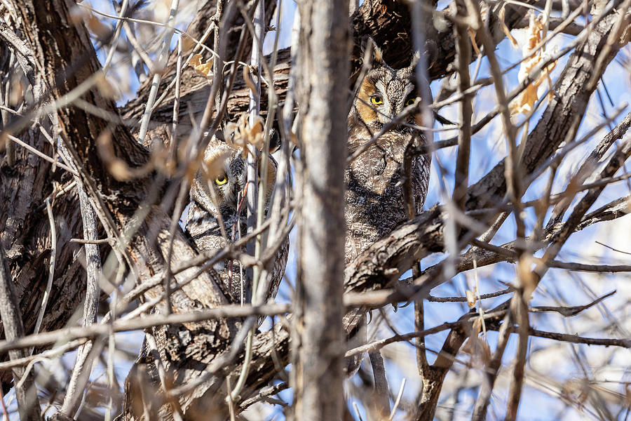 Pair of Long Eared Owls Hides Out Photograph by Tony Hake