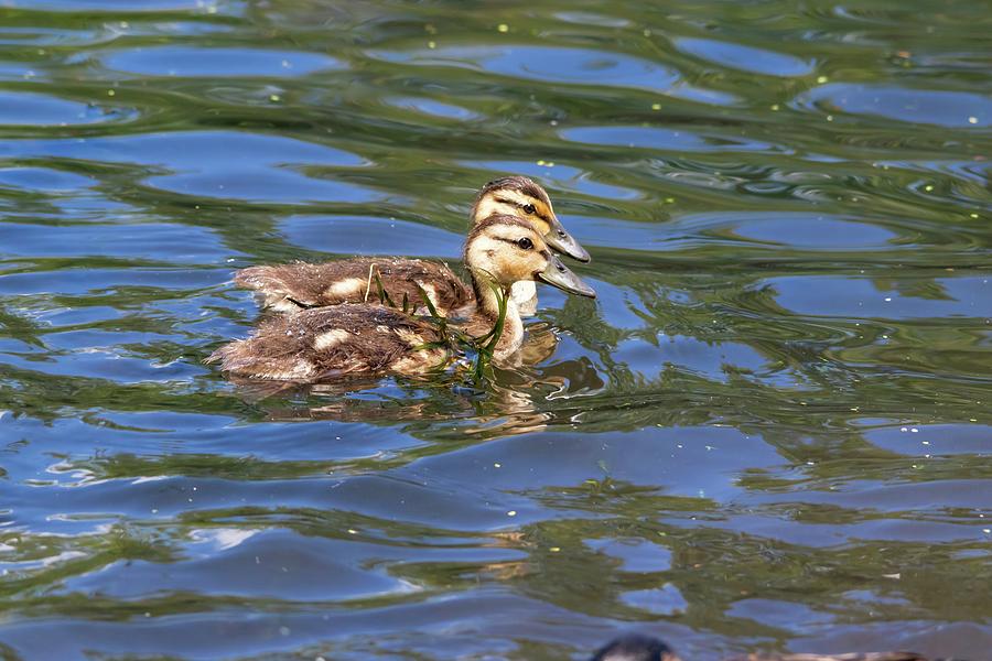 Pair Of Mallard Ducklings Swimming Photograph