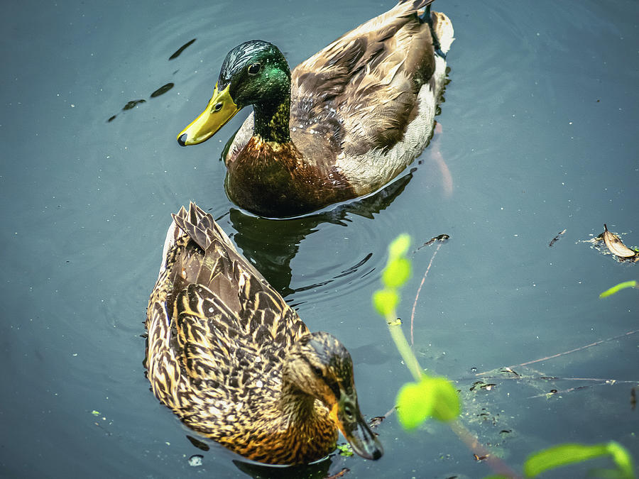 Pair of Mallard Ducks - Oil Painting Style Photograph by Rachel Morrison