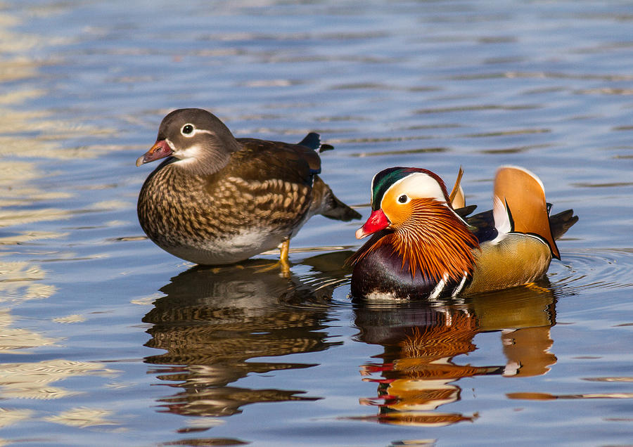 Pair of Mandarin Ducks Photograph by Kneonlight