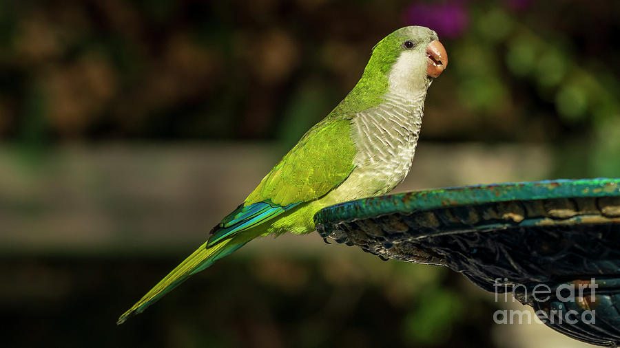 Pair of Monk Parakeets Perched on Iron Fountain Blurred Background Cadiz Photograph by Pablo Avanzini