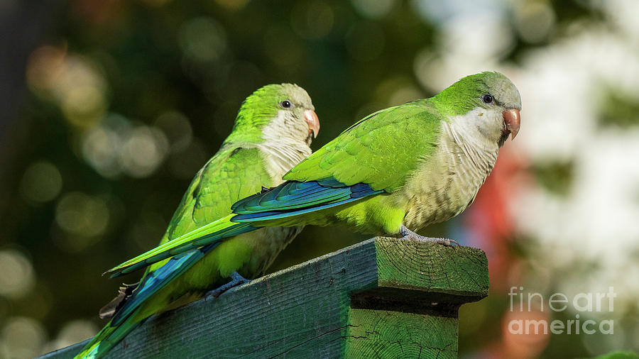 Pair of Monk Parakeets Perched on Wood Stand Blurred Background Cadiz Photograph by Pablo Avanzini
