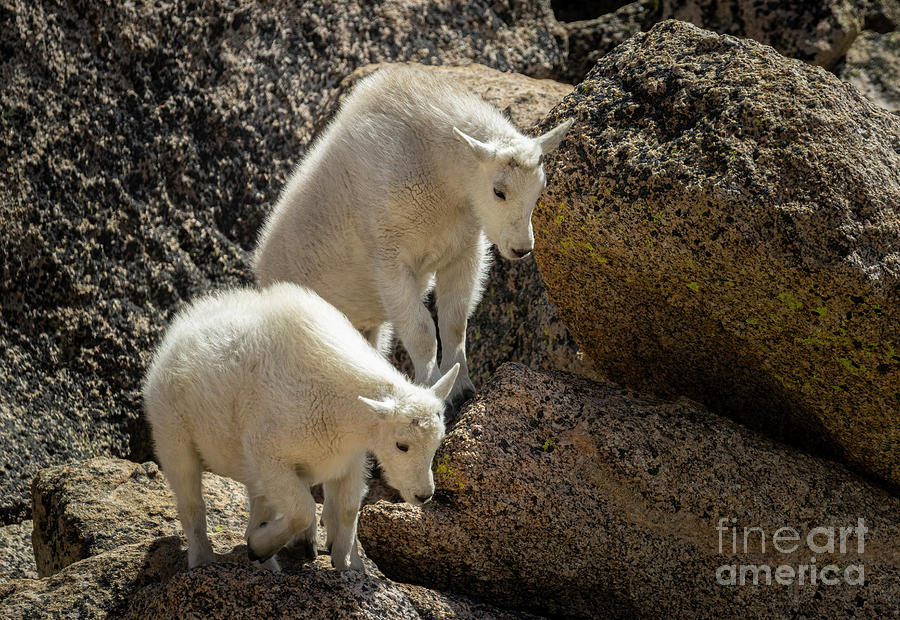 Pair of Mount Goat Kids Photograph by Steven Krull