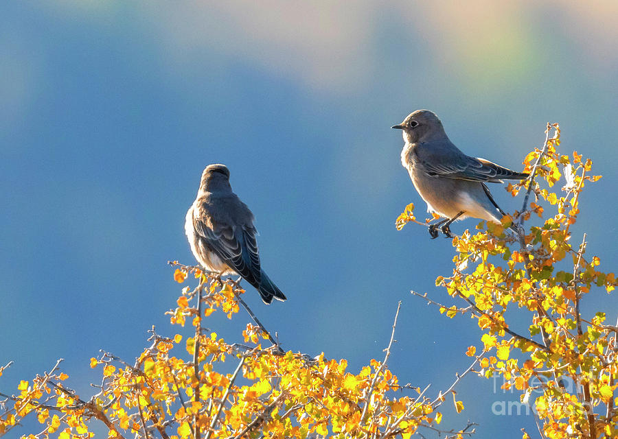 Pair of Mountain Blue Birds Photograph by Steven Krull