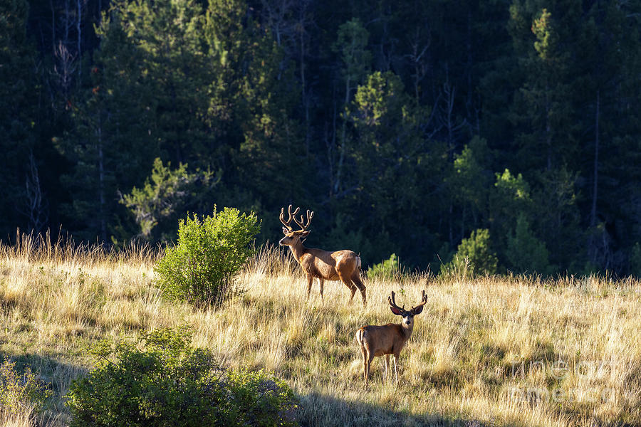 Pair of Mule Deer Bucks Photograph by Steven Krull