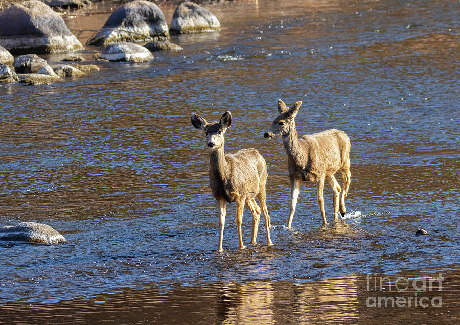 Pair of Mule Deer Crossing River Photograph by Steven Krull