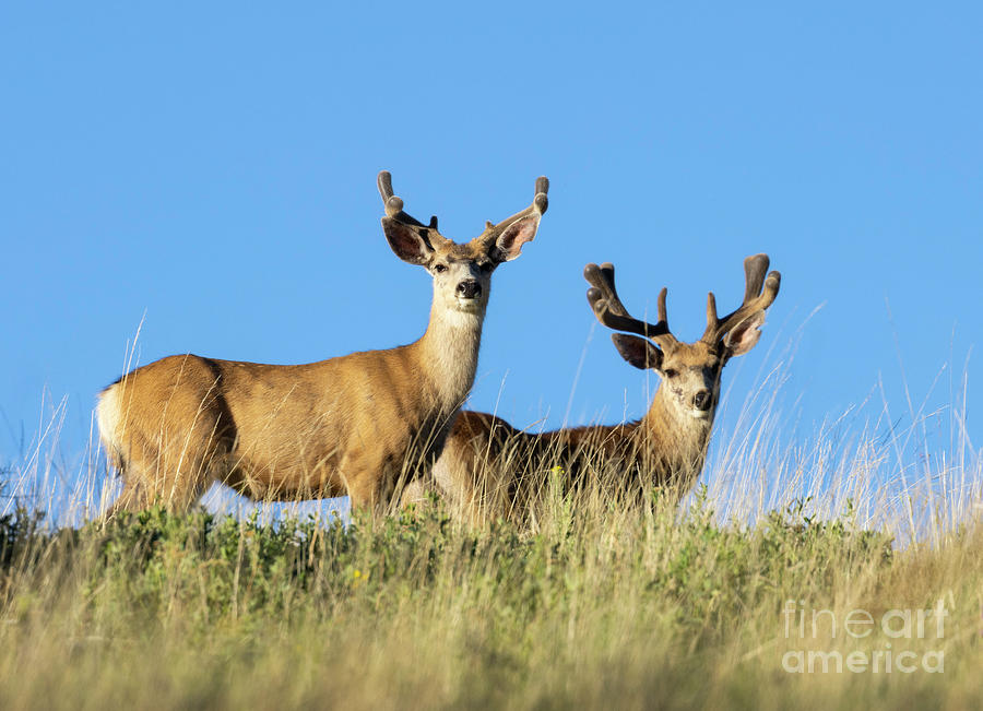 Pair Of Mule Deer Photograph