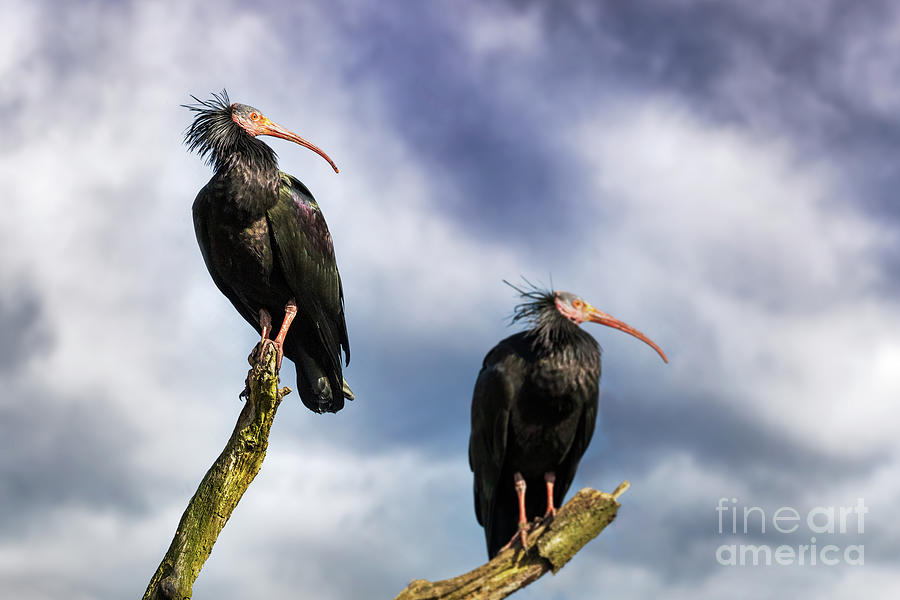 Pair of Northern Bald Ibis against blue sky and cloud background. This very rare bird is indigenous to North Africa. There are very few left in the wild. It is now a critically endangered species. Photograph by Jane Rix