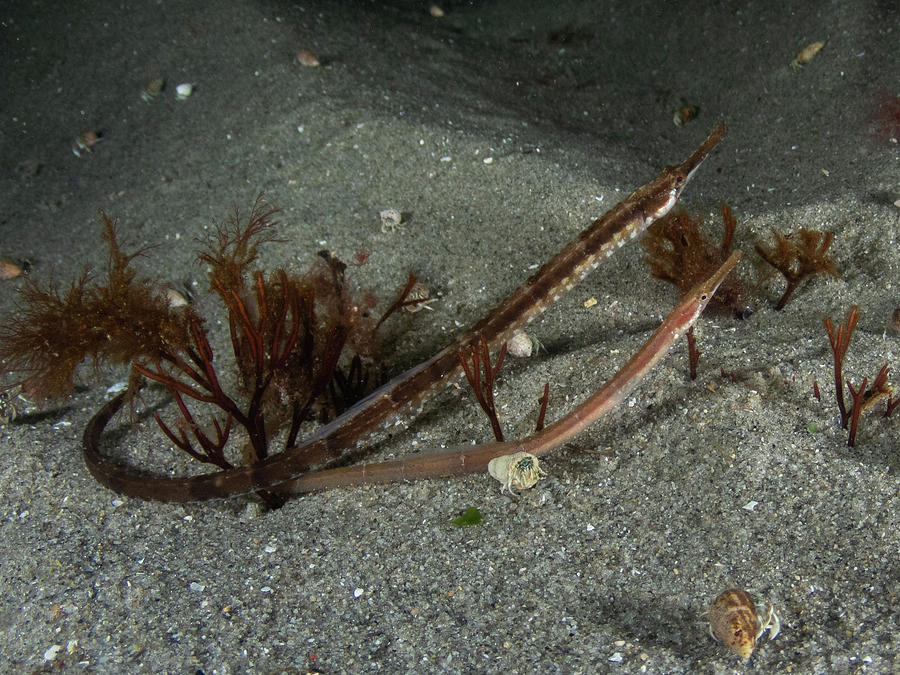 Pair of northern pipefish Photograph by Brian Weber