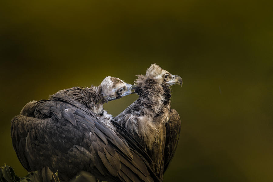 Pair Of Osprey Photograph by Mafrmcfa