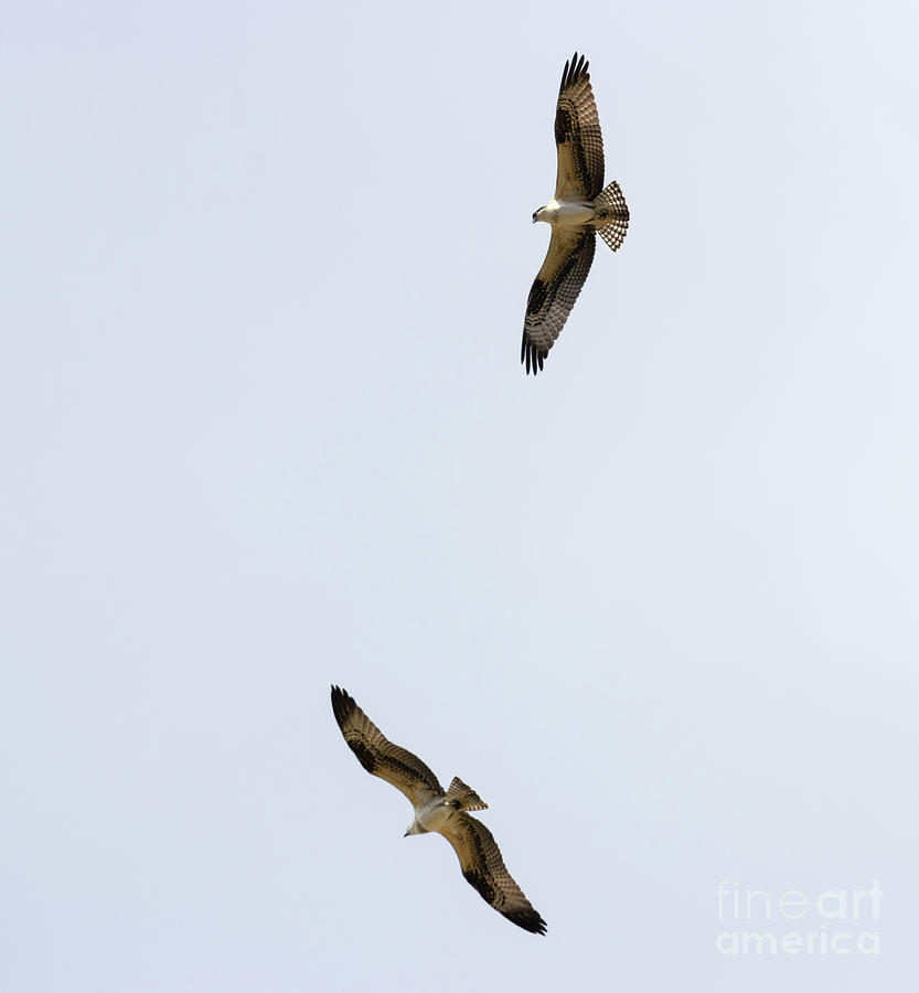 Pair of Osprey Photograph by Steven Krull