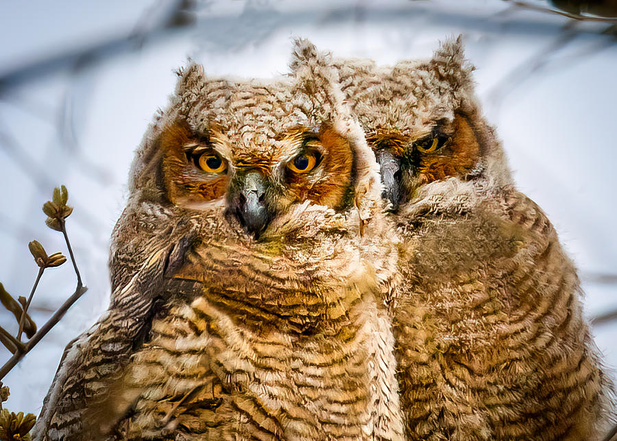 Owl Photograph - Pair of Owls by Allin Sorenson