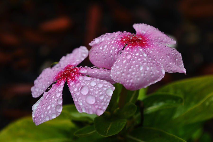Pair Of Periwinkle Flowers And Raindrops Photograph
