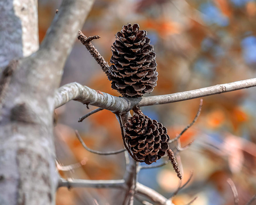 Pair of Pine Cones Photograph by Rick Nelson